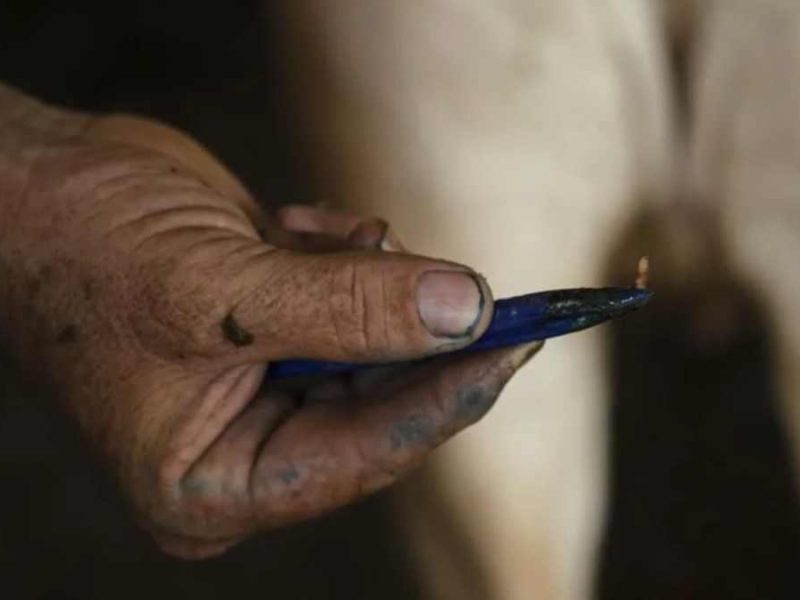 Prenden alarmas en Tamaulipas por primer caso de gusano barrenador en ganado