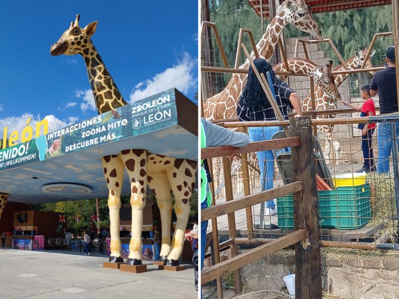 Proyectos pagados y obras inexistentes en el Zoológico de León: Advertencias ignoradas desde 2022