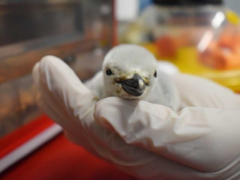 Hito mundial en Sealand León: Historia del nacimiento del primer pingüino barbijo en Latinoamérica
