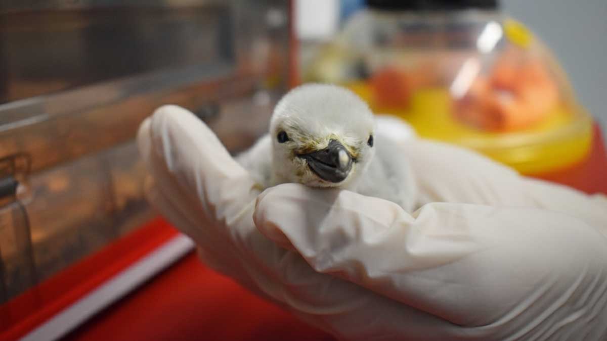 nace pingüino barbijo en Sealand León