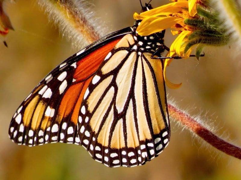 mariposa-monarca-guanajuato