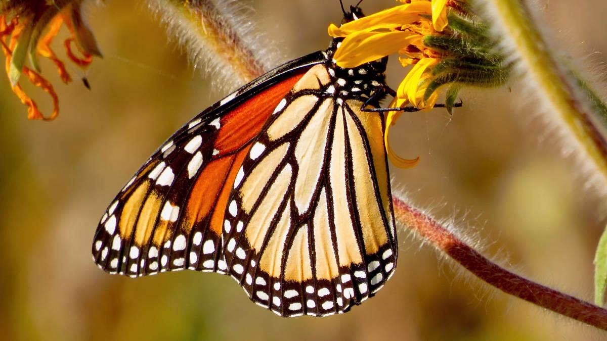 mariposa-monarca-guanajuato