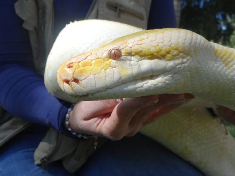 ¿Quieres tomarte una foto con una pitón albina? ZooIra te da la oportunidad