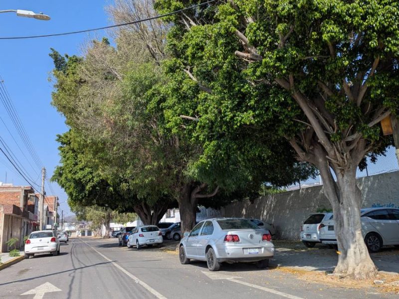 plantación de árboles en Irapuato 2025 01