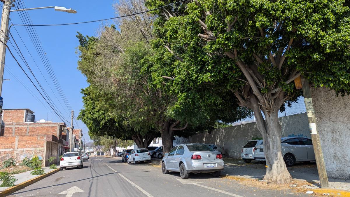 plantación de árboles en Irapuato 2025 01