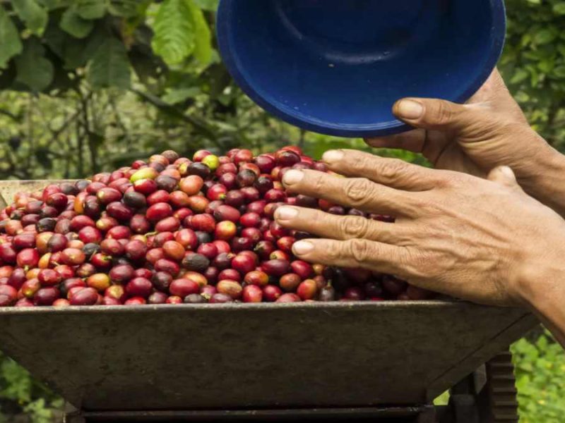 Regulan producción y venta del café en México; prometen mejorar industria