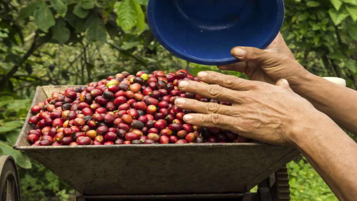 regulación del café