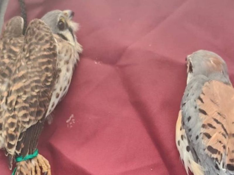 venta-ilegal-animales-celaya