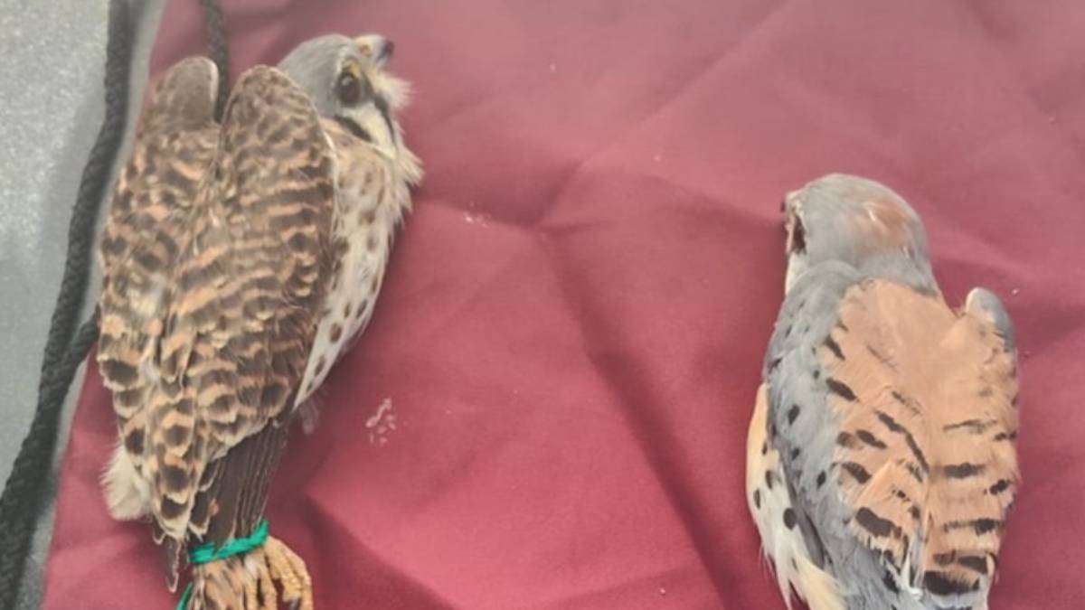 venta-ilegal-animales-celaya