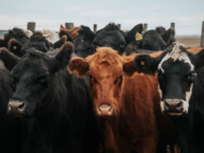 Guanajuato se mantiene en alerta por el gusano barrenador; piden extremar vigilancia