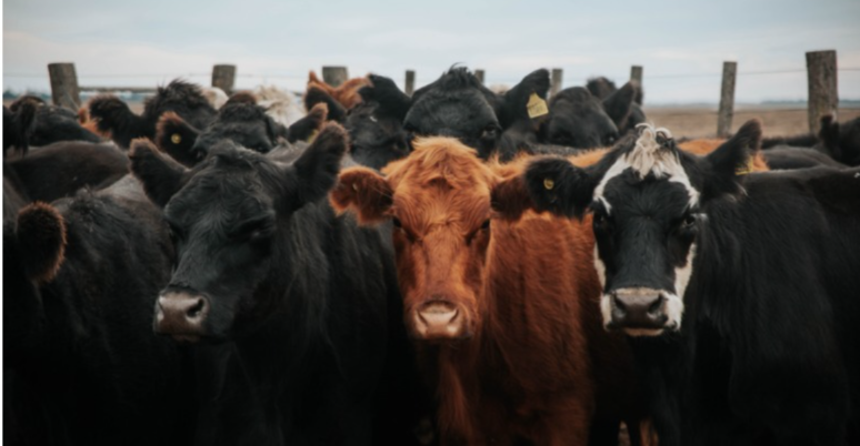 vigilancia gusano barrenador2