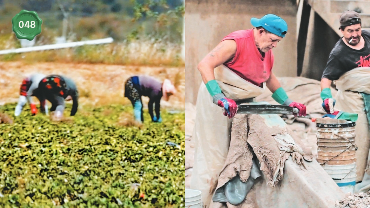 Panzasverdes o lechugueros