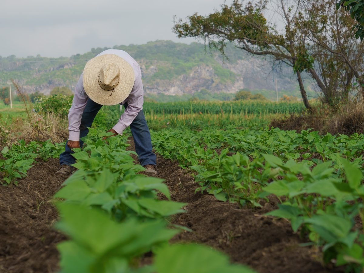 Crecimiento economía mexicana 2025: sectores industrial y de servicios impulsan el IOAE