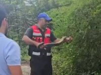 Rescatan y reubican dos boas constrictor en colonia de Huejutla