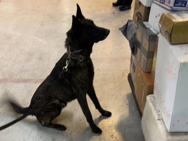 Llega un kilo de “cosméticos” desde Asia y era clorhidrato de fentanilo; vale 20 millones de dólares