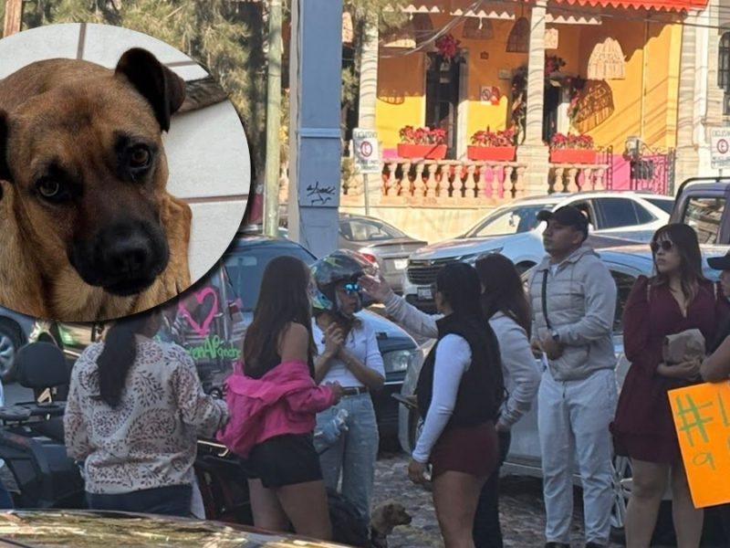 Ahora condiciona Municipio de Guanajuato liberación de perro Pancho hasta retiro de amparo