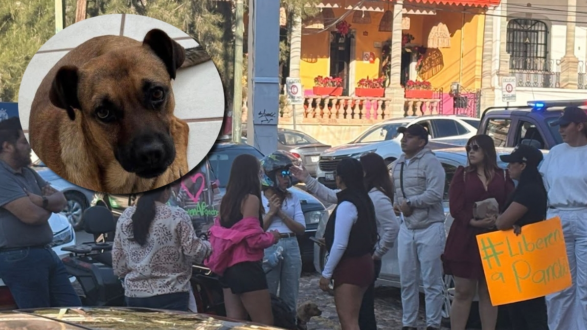 Liberación de perro Pancho