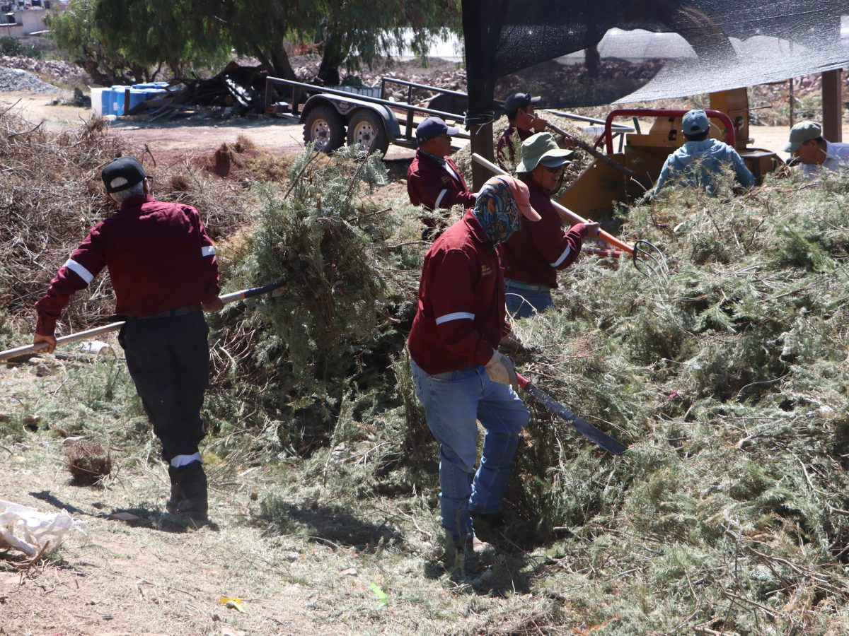 Semarnath impulsa reciclaje de árboles de Navidad con campaña “Regrésalo a la Tierra”