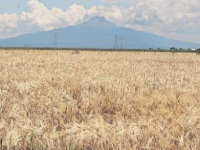 Producción de trigo en México registra su nivel más bajo desde 1994