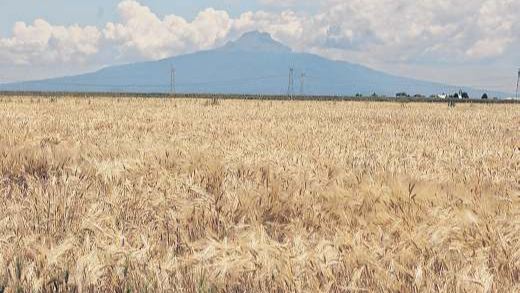 El sector agrícola reporta una baja del 7% en producción de sorgo y 34.8% en trigo
