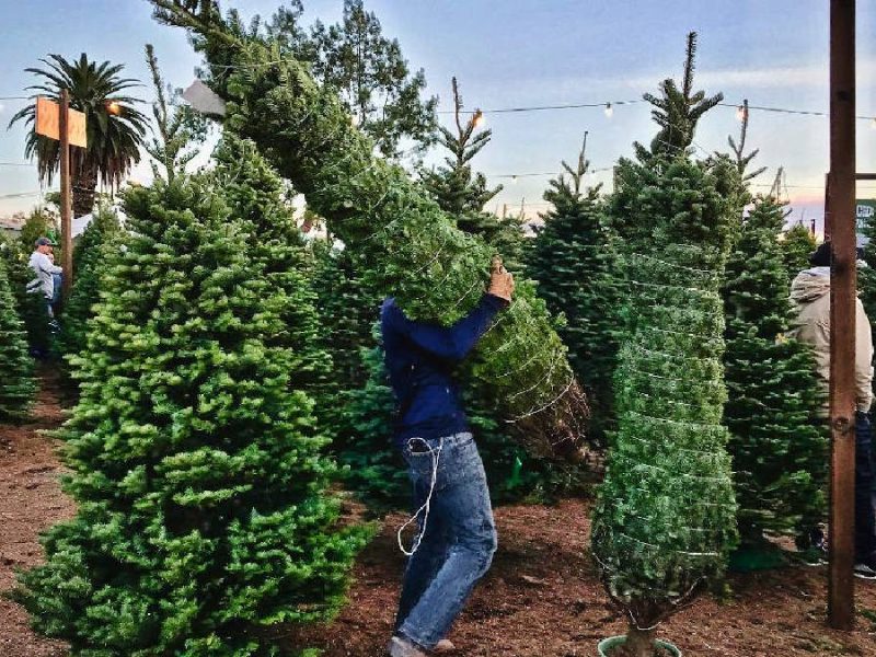 Últimos días para entregar árboles de navidad y Nochebuenas en el Ecoparque de Salamanca