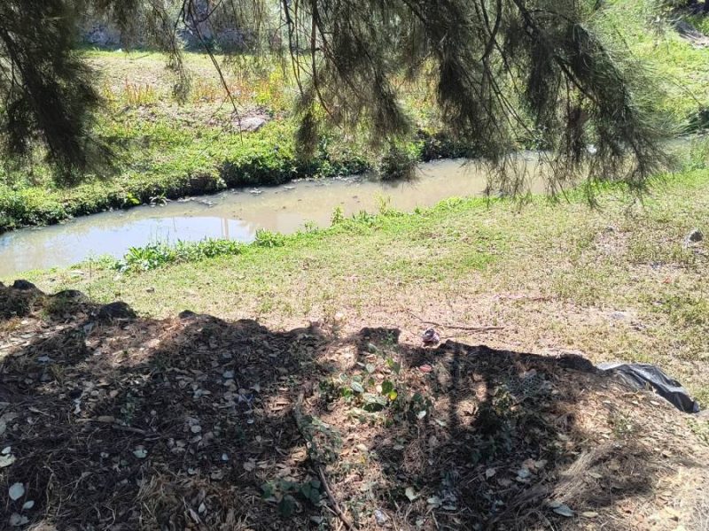 Exigen limpieza urgente ante foco de infección y plagas en arroyo de Moroleón