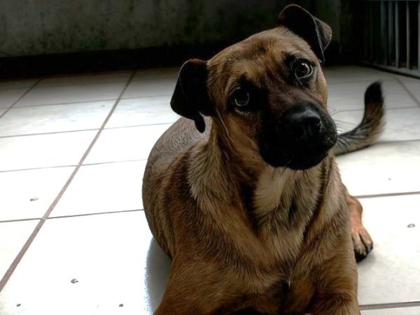 Liberen a Pancho: Con amparo buscan evitar sacrificio de perro en Guanajuato
