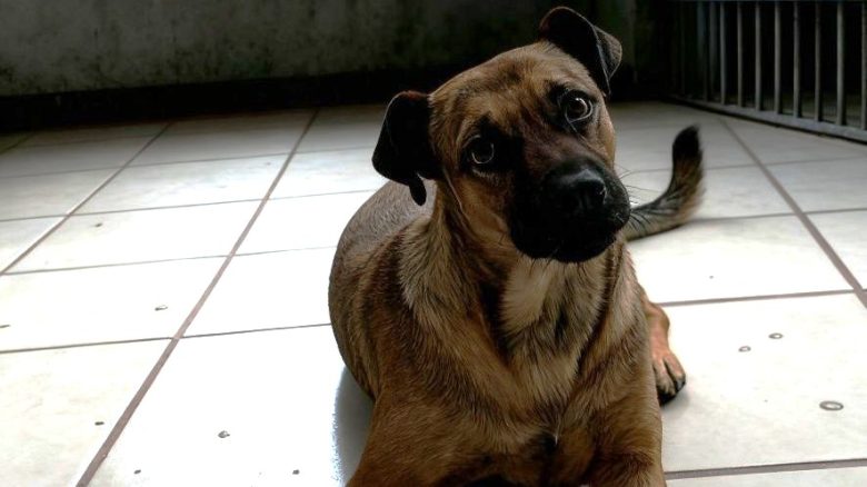 Foto tomada de Facebook. Pancho es un perro que fue llevado al CECAA hace más de un mes_ rescatistas exigen su liberación.