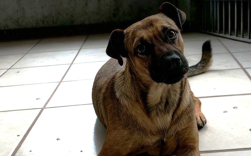Foto tomada de Facebook. Pancho es un perro que fue llevado al CECAA hace más de un mes_ rescatistas exigen su liberación.