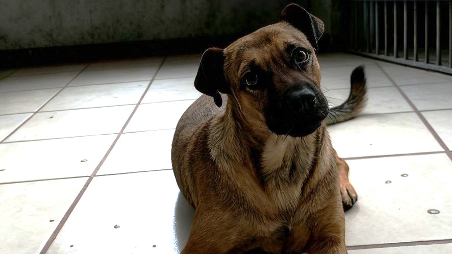 Foto tomada de Facebook. Pancho es un perro que fue llevado al CECAA hace más de un mes_ rescatistas exigen su liberación.