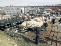Ganaderos plantean consumo interno para mitigar restricciones sanitarias