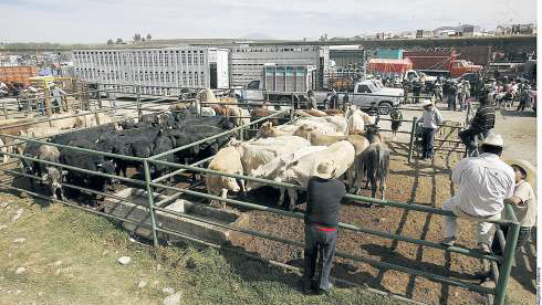 roponen abasto local de ganado ante bloqueo federal por gusano barrenador