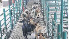 Disminuyen 57% los casos de gusano barrenador en el país