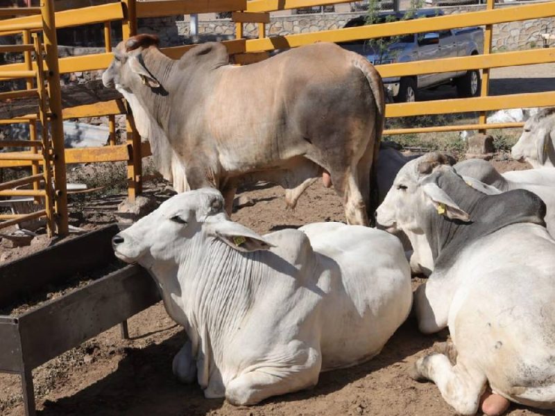 Declaran estado de desastre en Texas por riesgo de gusano barrenador; blinda la frontera por riesgo sanitario