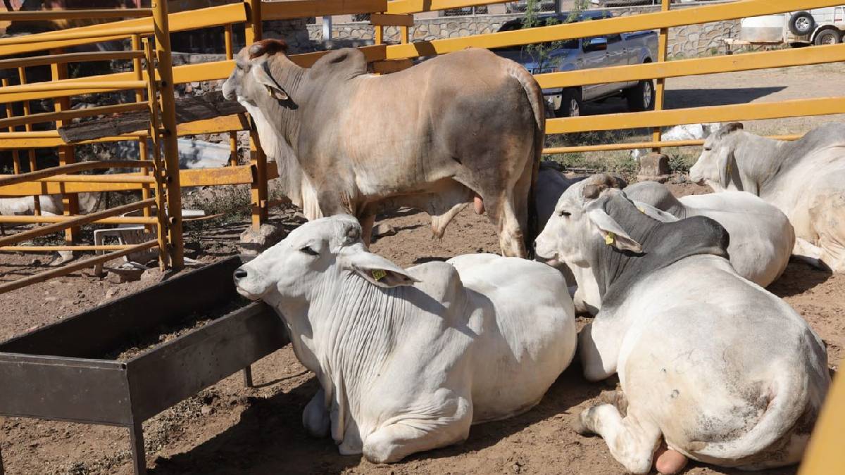 Gusano barrenador Texas estado de desastre