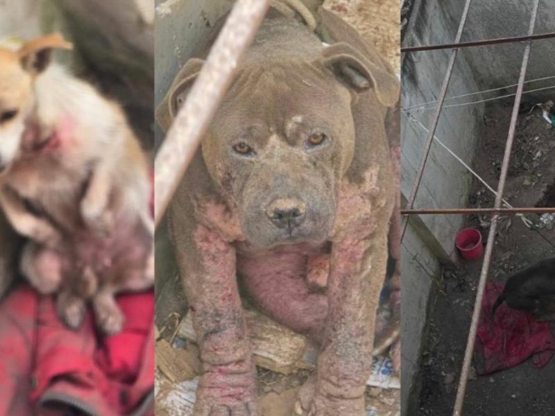 Exigen rescate urgente de perros en Paseos de Chavarría