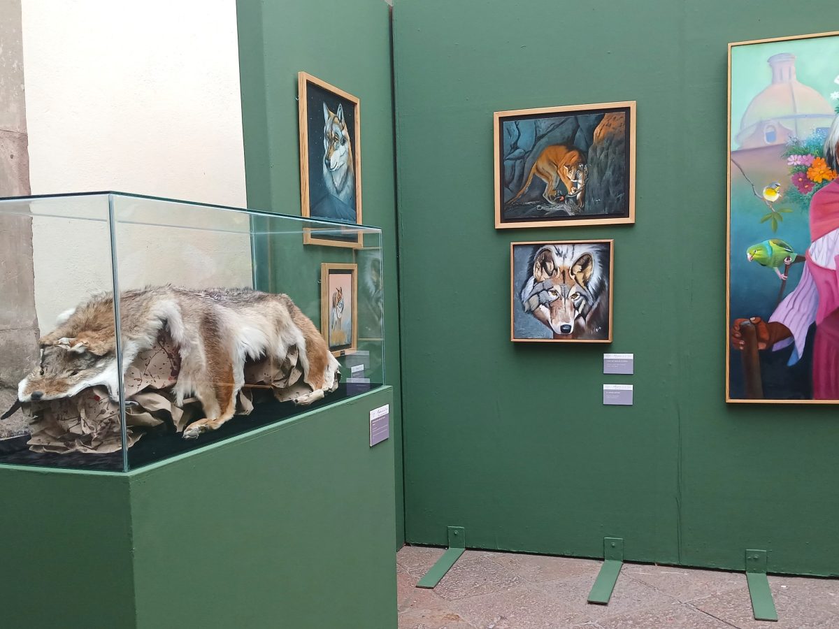 Museo de Celaya Historia Regional renueva su infraestructura: Finaliza crítica intervención en sistema de drenaje