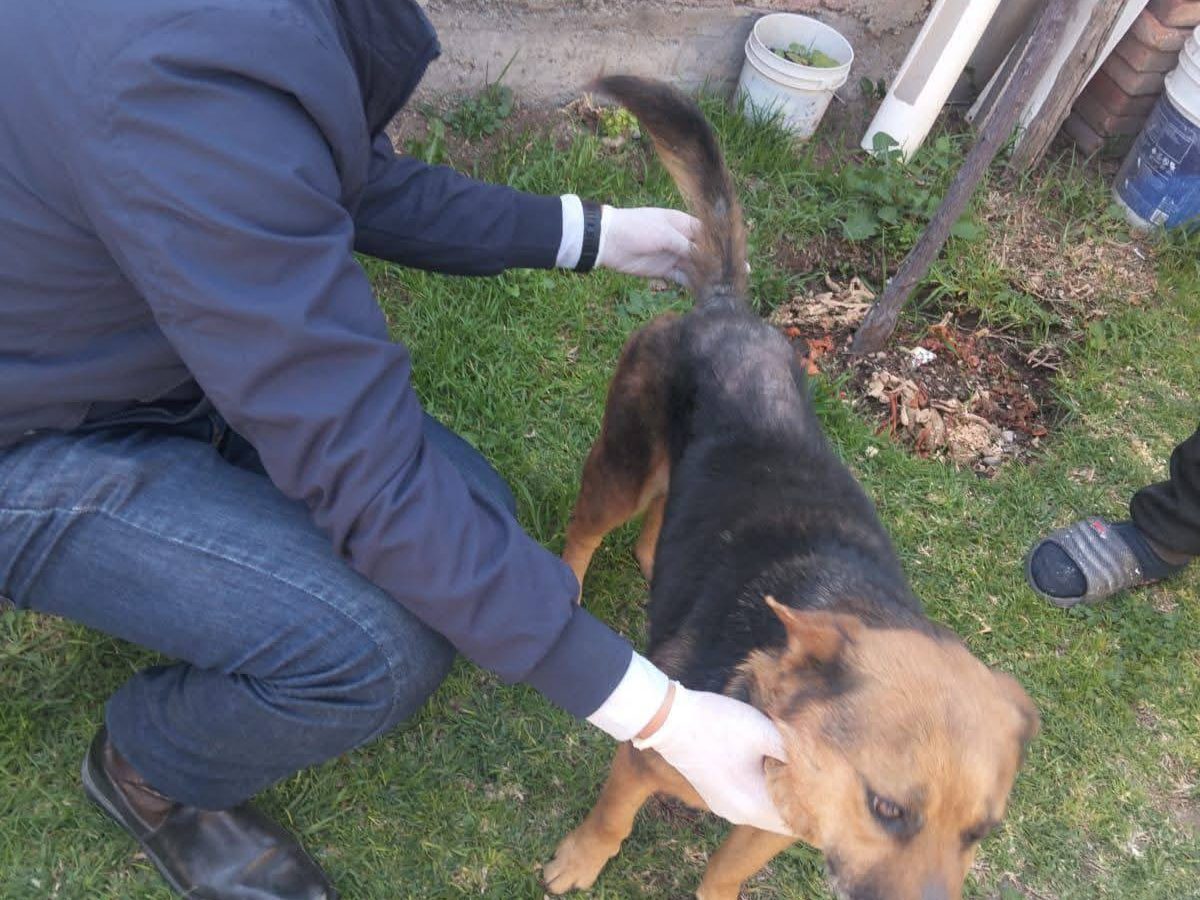 Detienen a presunto responsable de maltrato animal en Mineral de la Reforma