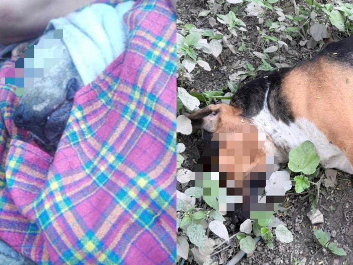 Acusan presunto envenenamiento de mascotas en Huejutla