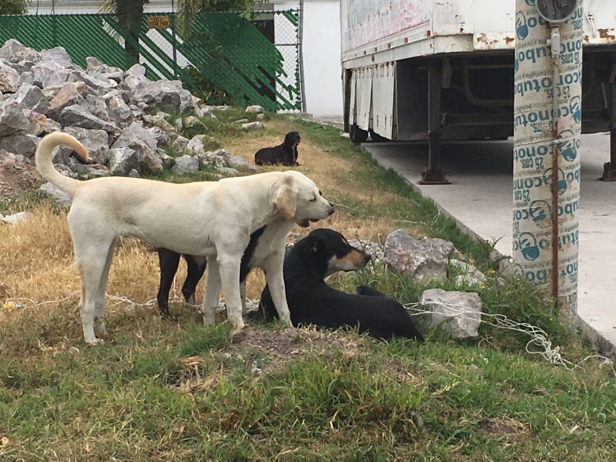 ¿Riesgo? Perros ferales deambulan en calles de Pachuca