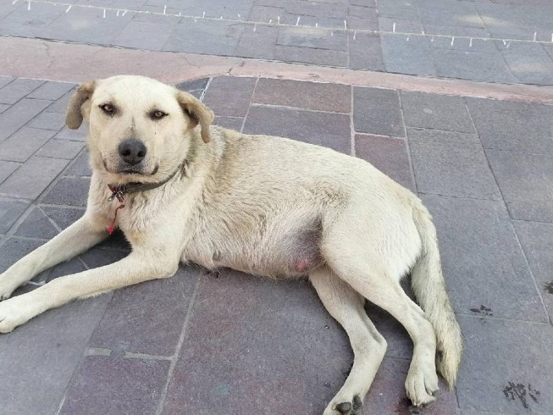 Ante el frío… ¡Protege a tus mascotas!