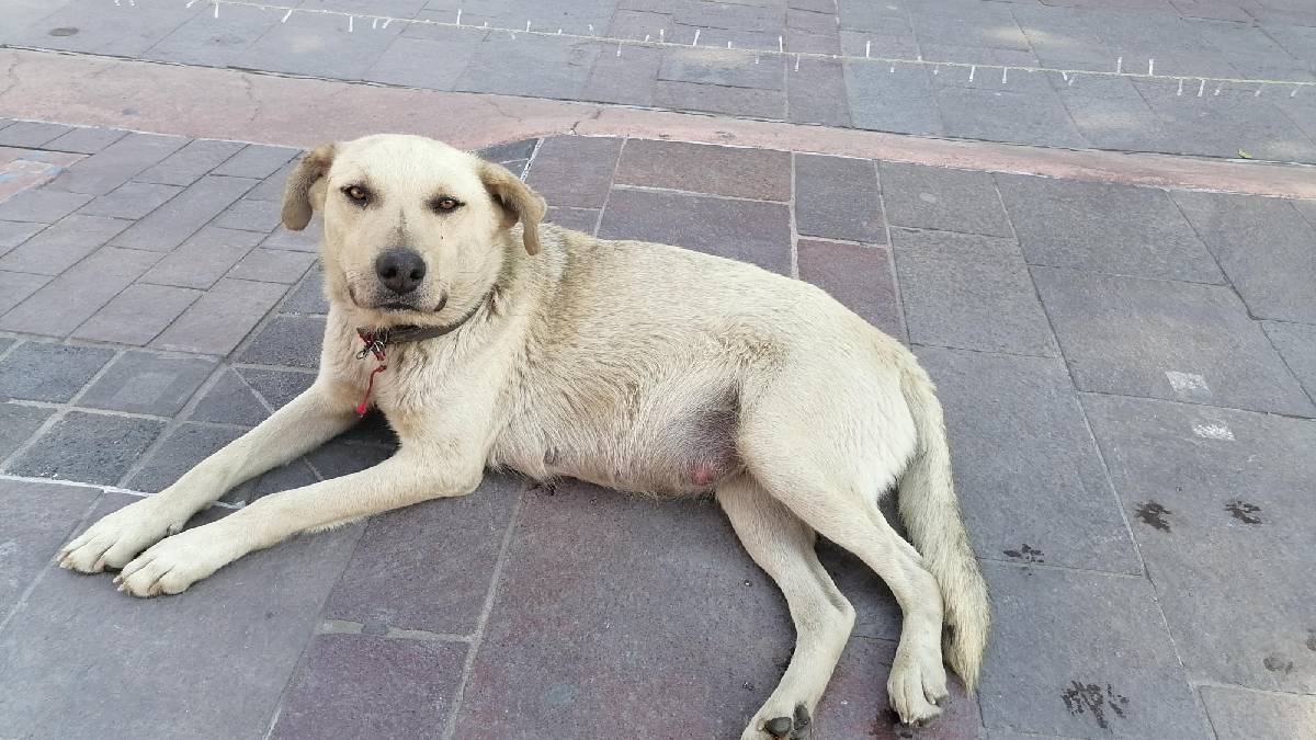 Perros callejeros 01