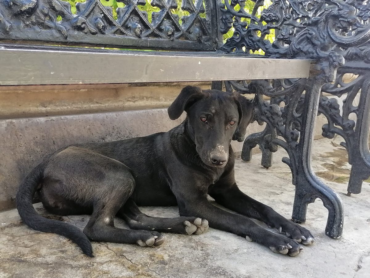 Salud Municipal asume la operatividad del Control Canino en San Francisco del Rincón