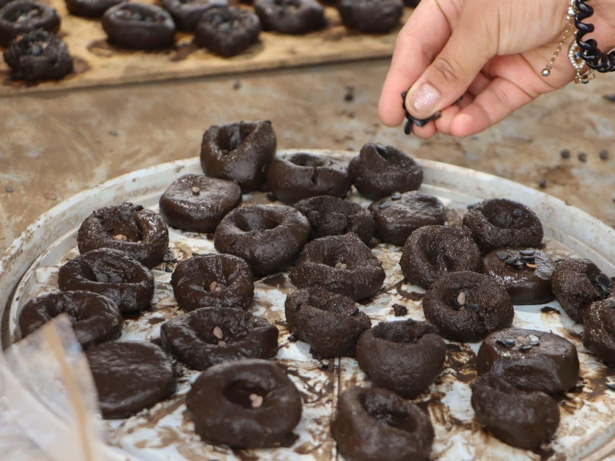 Lanzan millones de semillas para recuperar zonas incendiadas en Hidalgo