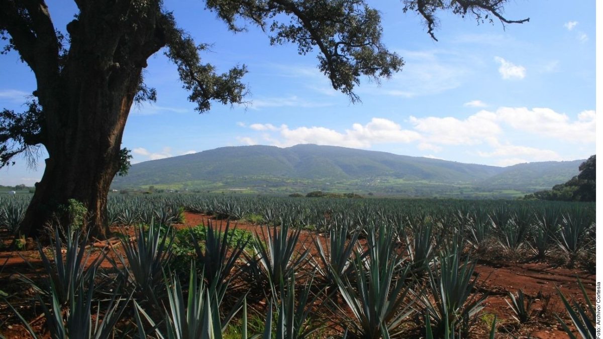 Exportaciones de tequila en 2025 superan niveles previos según datos del CRT