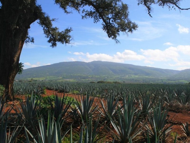 Crecimiento del tequila 100% de agave