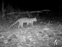 Avistan en Los Mármoles tigrillo rehabilitado en Pachuca