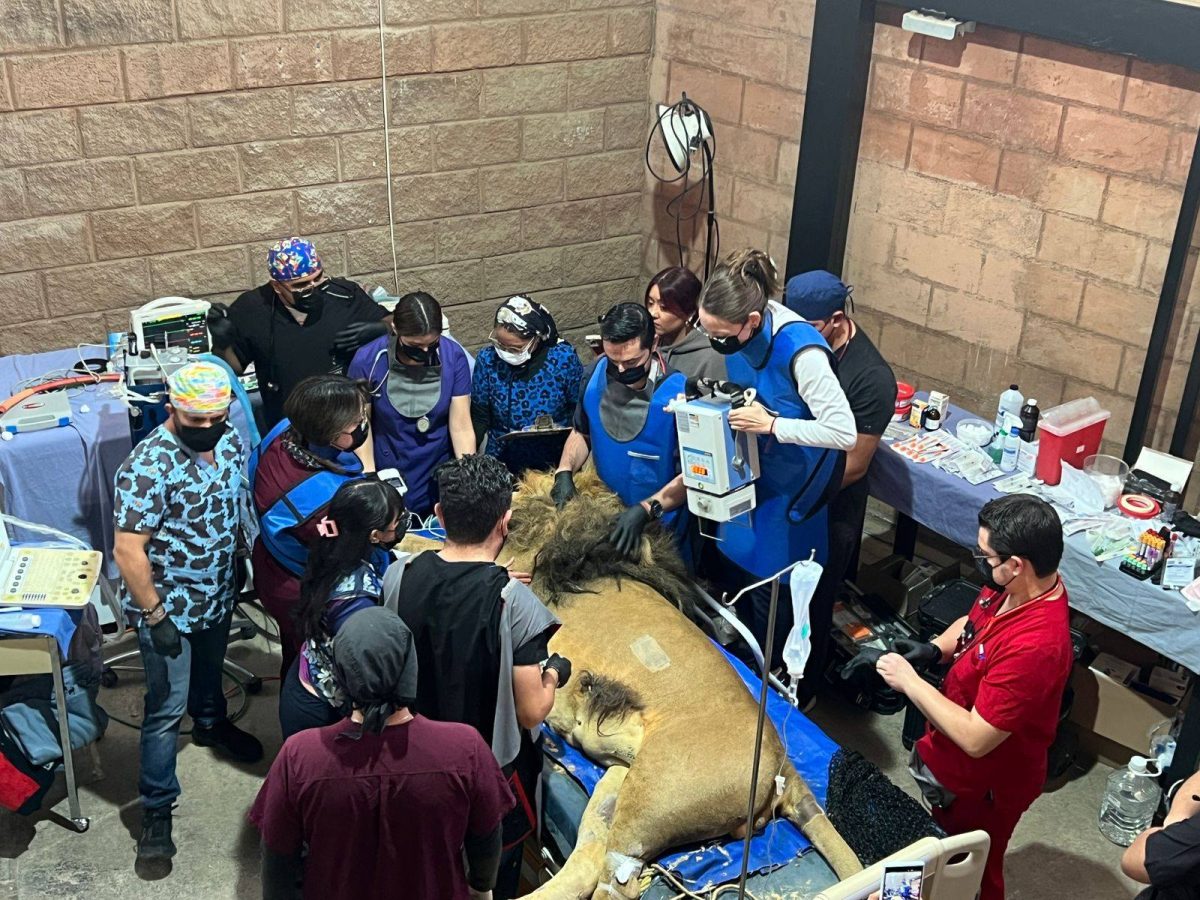 ¿Quieres conocer sobre el cuidado de fauna silvestre en Pachuca? Te decimos cómo