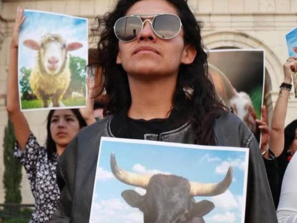 De 47 denuncias por maltrato animal en Pachuca, solo una se ha judicializado