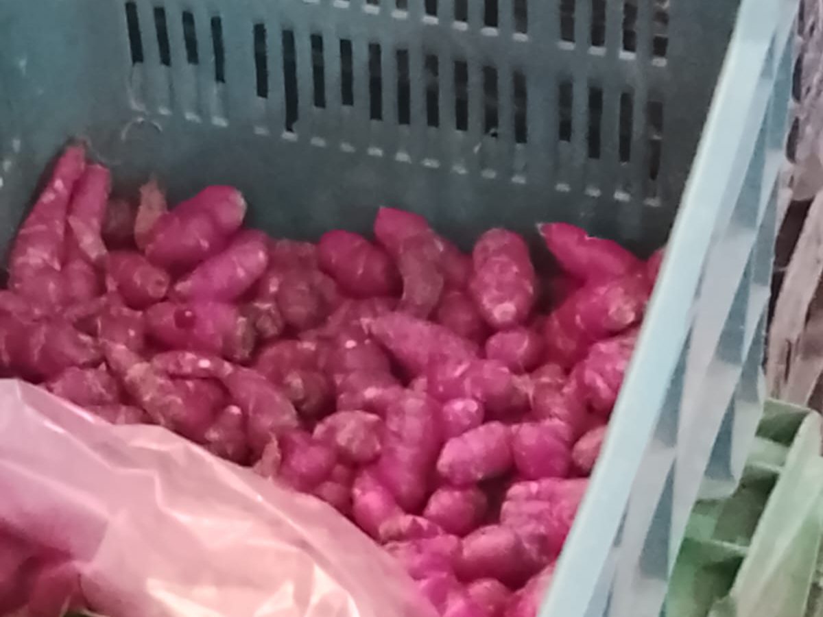 La papa coyul, un sabor decembrino que se desvanece en Tulancingo